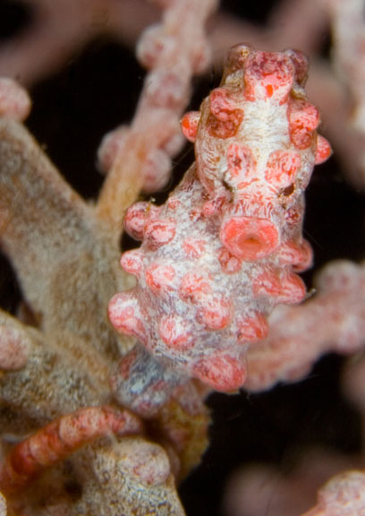 Pygmy_Seahorse_Sized.jpg