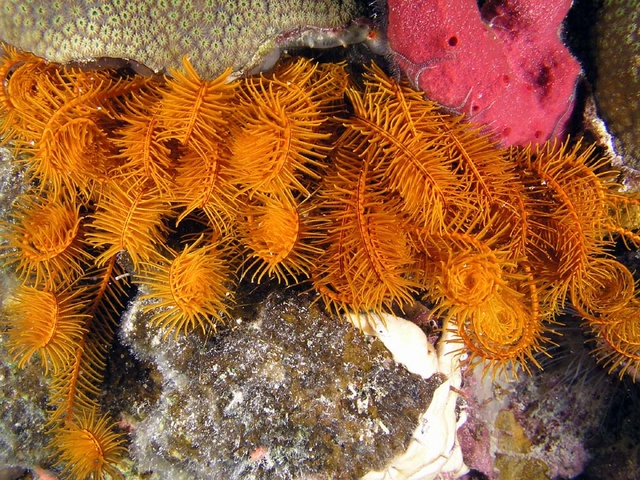 Cluster Brittle Star