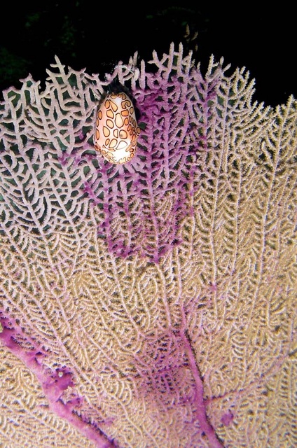 Flamingo Tongue