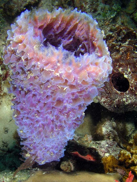 Purple Sponge