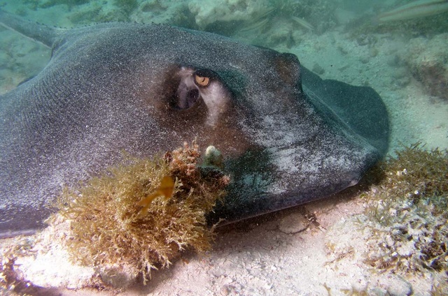 Sting Ray