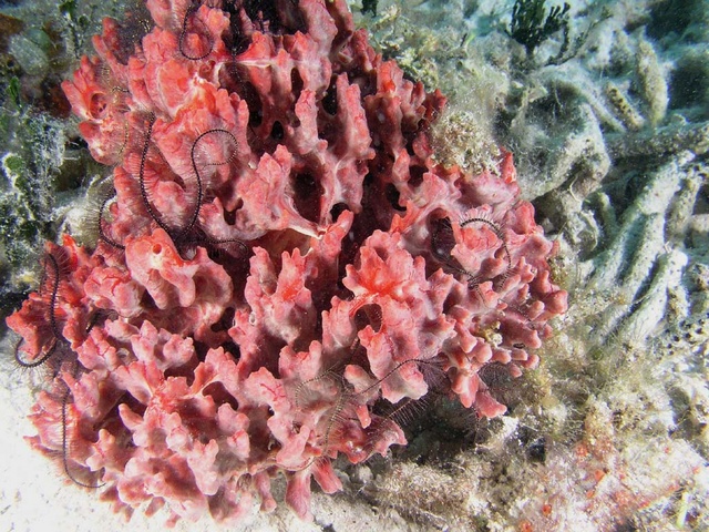 Red Sponge