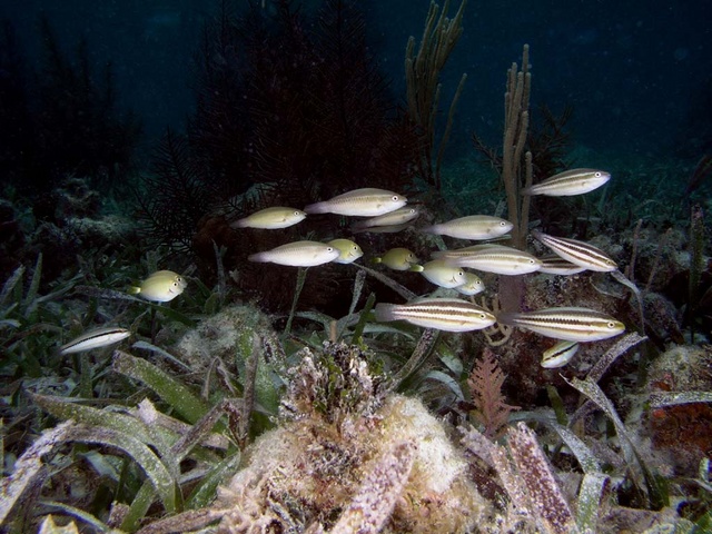 Schooling Fish