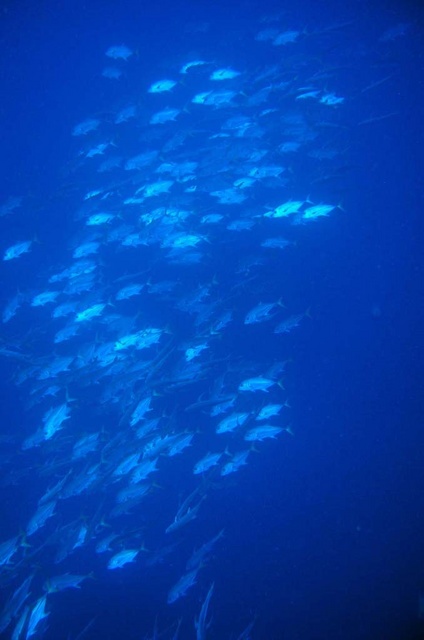 Snapper Spawning