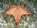 Starfish