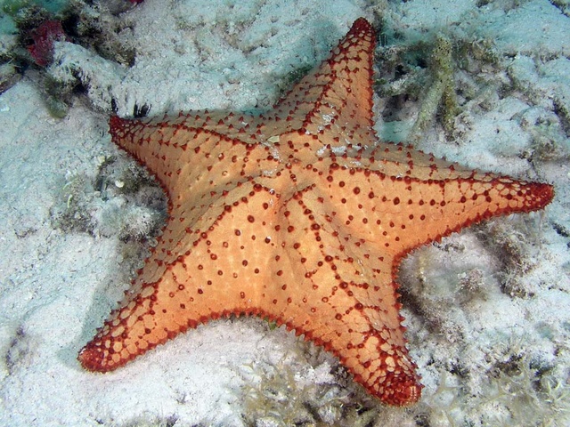 Starfish