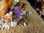 Purple Tunicate