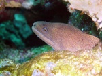 Moray Eel