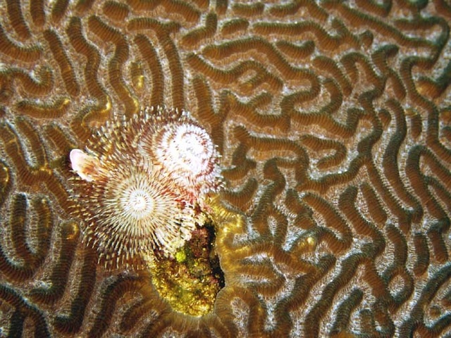 Christmas Tree Worms