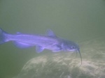 Blue Catfish