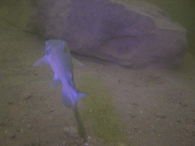 Blue catfish