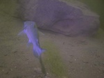 Blue catfish