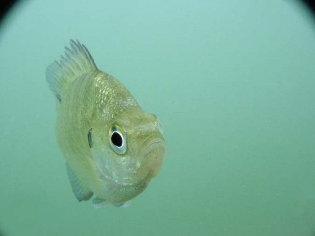 Curious Perch