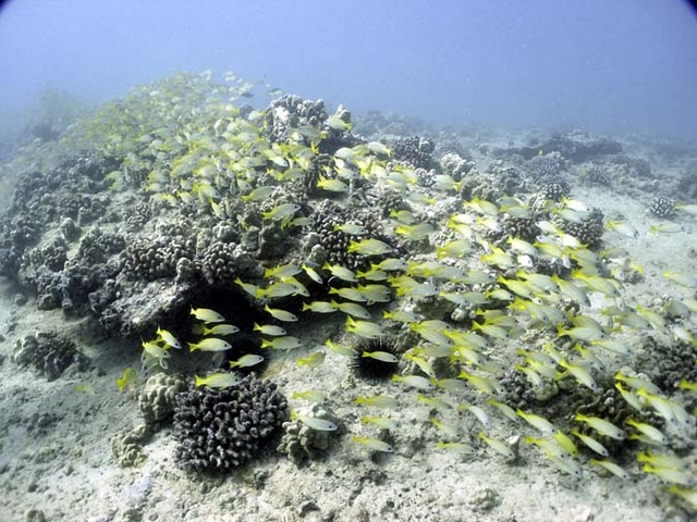 School of Striped Snapper