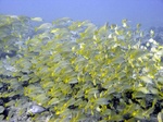 School of Striped Snapper