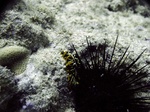 Nudibranch behind urchin