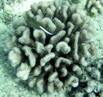 Fish hiding in coral