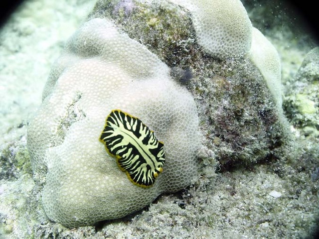 Nudibranch