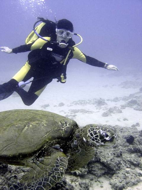 Dive buddy with turtle