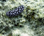 Nudibranch