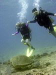 Dive buddy's with turtle