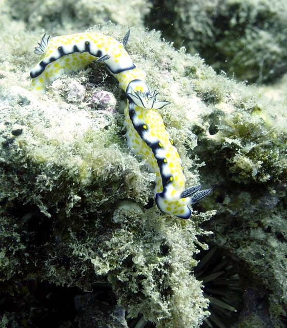 Nudibranch's Barry Manilow Style!