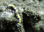 Nudibranch's Barry Manilow Style!