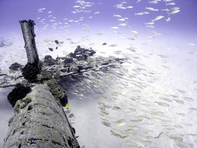 School of snapper by tail