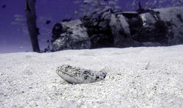 Fish with Corsair in background