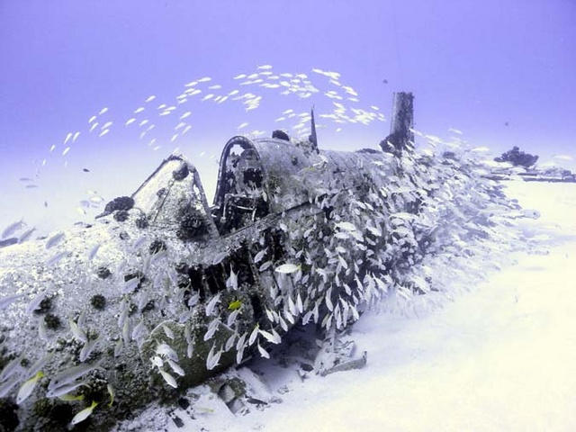 School of snapper by cockpit