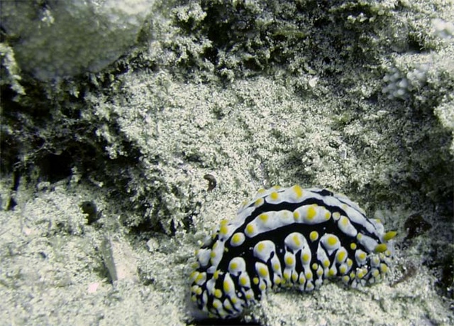 Nudibranch