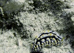 Nudibranch