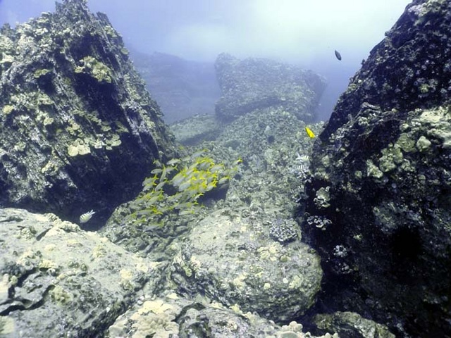 School of striped snapper