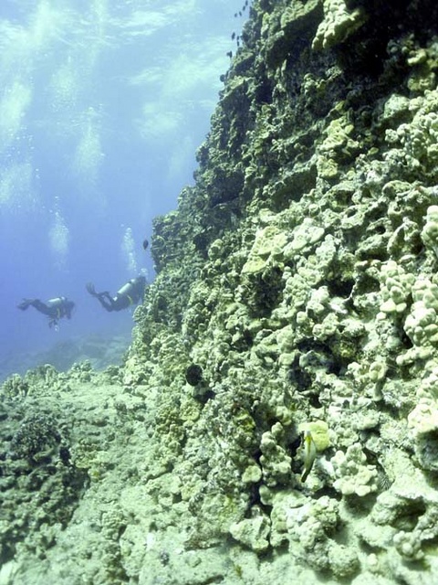 Wall with divers