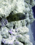 Eel in wall