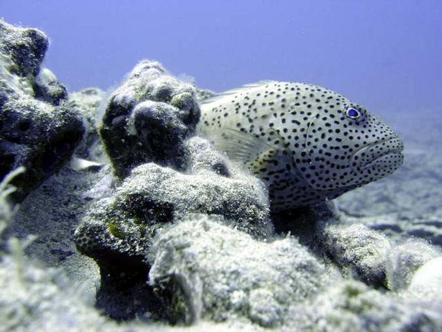 Blacksided Hawkfish in coral