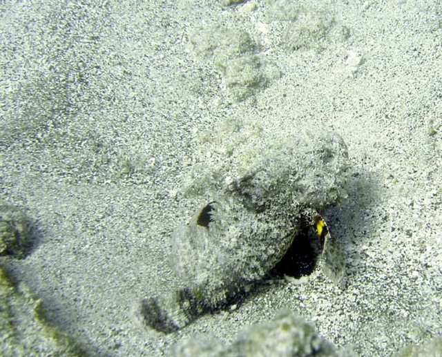 Squorpion fish showing colorful fins