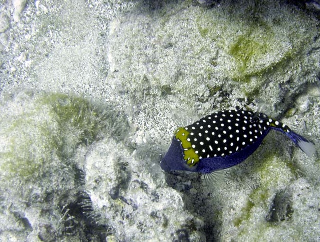 Boxfish