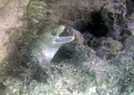 Soft focus of white moray