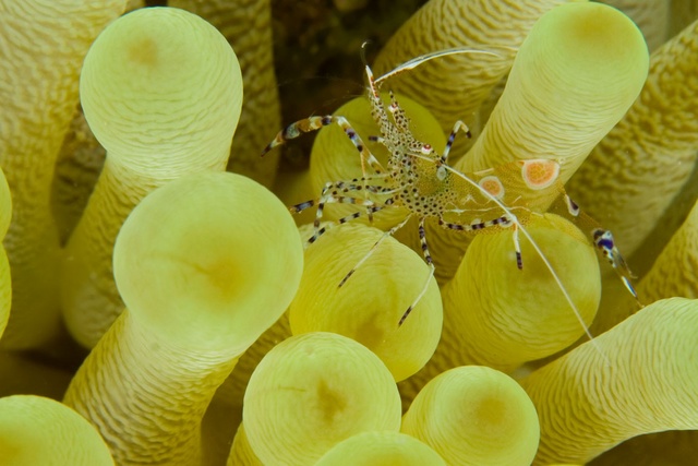 Anemone Shrimp