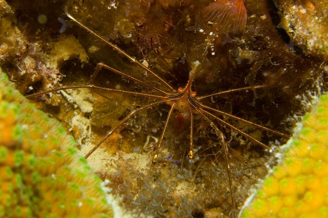 Arrow Crab