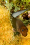 Blenny