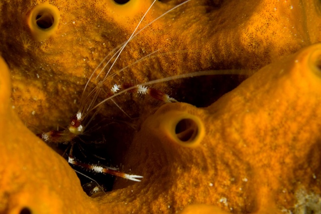 Peppermint Shrimp