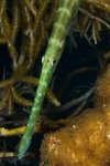 Trumpet Fish