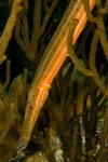 Trumpet Fish 2