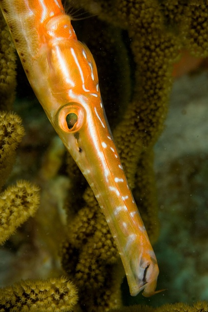 Trumpet Fish 3