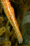 Trumpet Fish 3