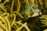 Trunk Fish