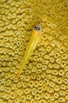 Watchman Goby