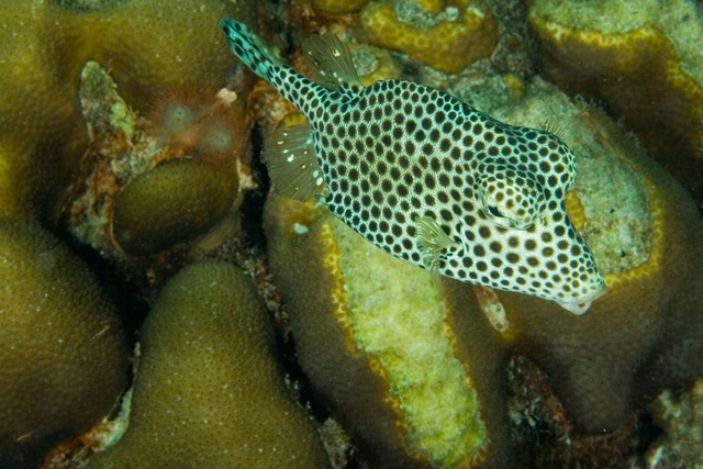 TrunkFish